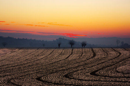 Sunset over a field with trees in the foreground, South Africaの写真素材