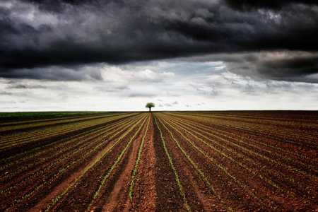 A solitary mulberry tree in the countryside in the province of Alessandriaの写真素材