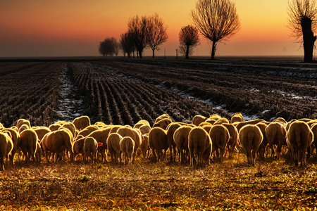 sheep grazing at sunset in a fieldの写真素材