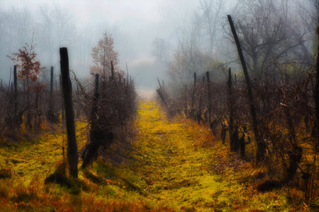 Foggy autumn landscape in a vineyard in the countryside.の写真素材