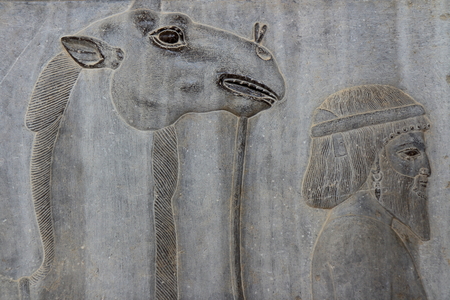 IRAN Persepolis: Dromedary