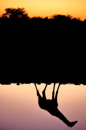 Giraffe reflection at sunset in Etosha National Parkの写真素材