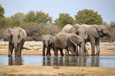 Watering elephants in Etosha, Namibia.の写真素材