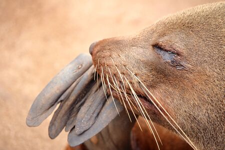 Portrait of a seal, near Cape Cross, Namibiaの写真素材