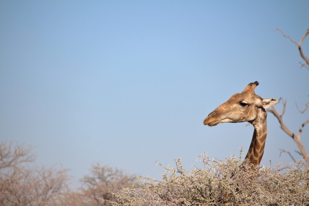 Giraffe pop up in Etosha, Namibia.の写真素材