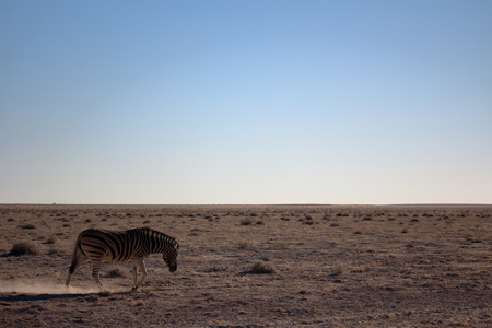 Zebra towards horizon in Etosha, Namibiaの写真素材