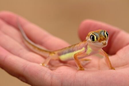 Web-footed Gecko, Palmatogecko (pachydactylus rangei)の写真素材