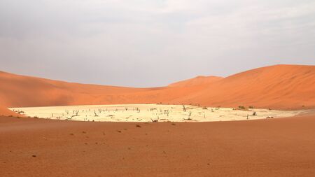 Sossusvlei: Dead acacia trees in the Namib Desert, Namibiaの写真素材