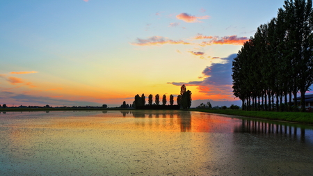 Scenic view of rice filed at sunsetの写真素材