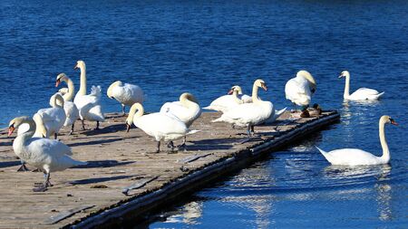 Group of candid white swansの写真素材