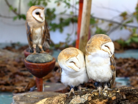 Barn owlの写真素材