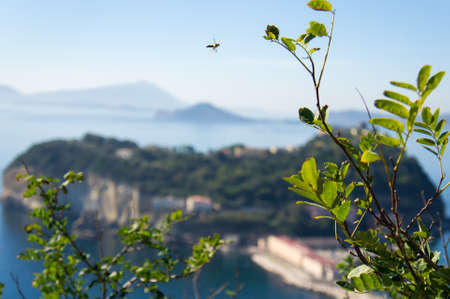 A flying bee with the view of Nisida and Miseno, Naples, Italy.の写真素材