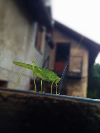 Green grasshoper on blured backgroundの素材