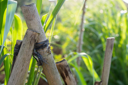 Bamboo poles tied with black string supporting tall green grass