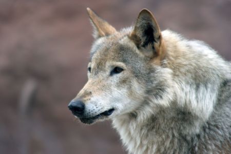 Canis lupus