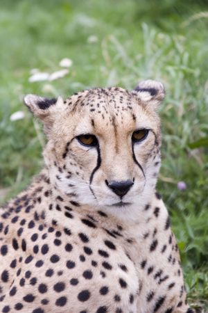 Acinonyx jubatusの写真素材