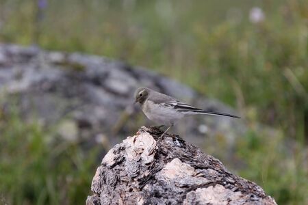 Young White Wagtail on the wood log