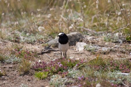 Young White Wagtail on the groundの写真素材