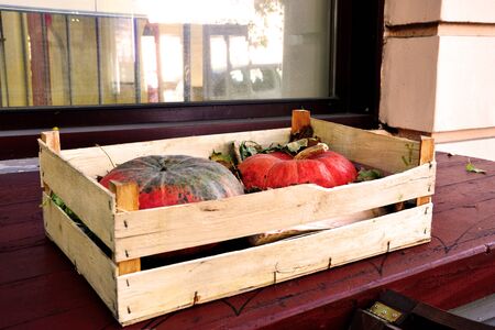 Pumpkinsの写真素材