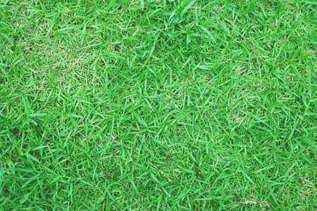 grass background.の写真素材