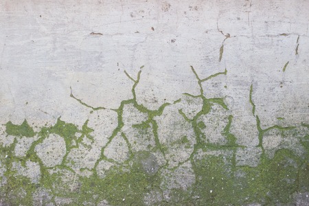 The gray concrete wall covered with green mossの写真素材