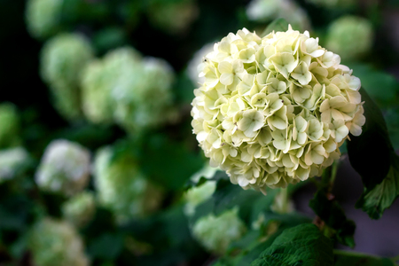 White flowers of viburnum snow ball in spring garden. Guelder rose boule de neige.の写真素材