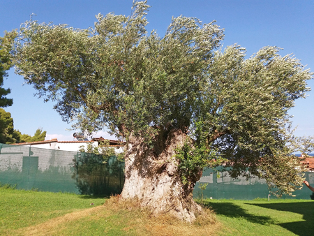 Very beautiful grows an old olive tree in Greeceの写真素材