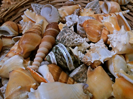 A lot of beautiful shells, Greek souvenirs. close upの写真素材