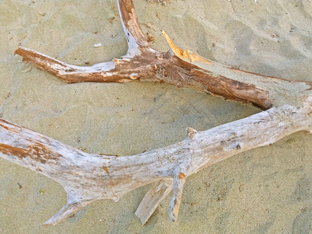 Dry tree on the sandy beach close upの写真素材