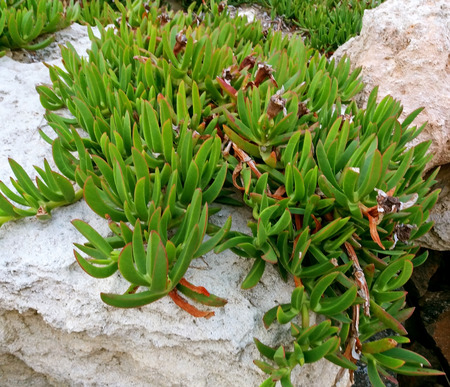 Carpet of plants, Carpobrotus Edulis growing on the rocksの写真素材
