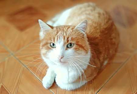 Beautiful cat portrait on the brown backgroundの写真素材