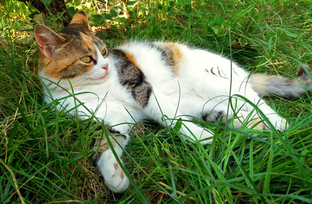 Cute colorful cat rests in the grassの写真素材
