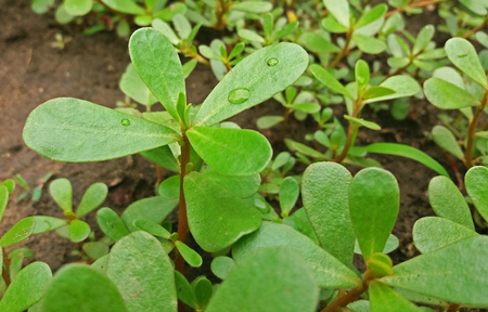 Portulaca oleracea plant with many benefits Close upの写真素材