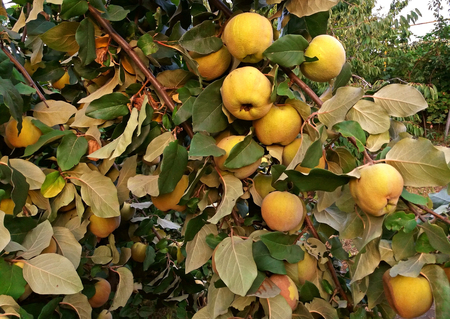 Quince tree full of sweet fruits growingの写真素材