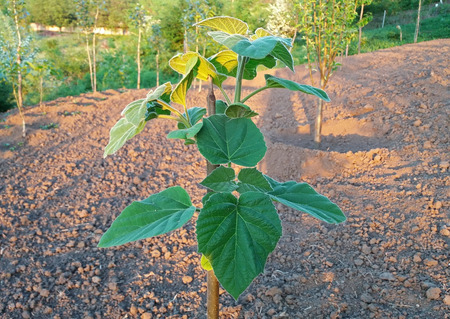 Paulownia tomentosa grows beautiful in the garden. Spring time.の写真素材
