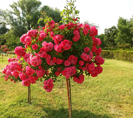 Rose with many red flowers grows very beautifulの写真素材