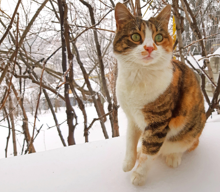 A beautiful three-colored cat in the snow.の写真素材