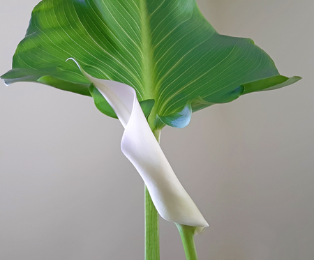 Indoor Calla is just beginning to bloom in whiteの写真素材