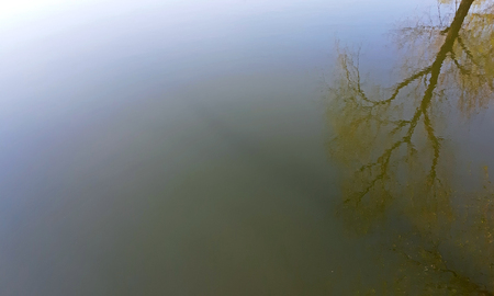 A willow tree reflects in the lake.の写真素材