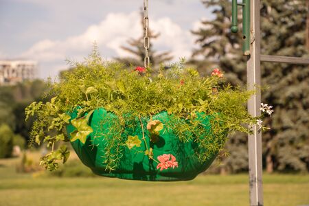 Some plants in a hanging pot outside in the park.の写真素材