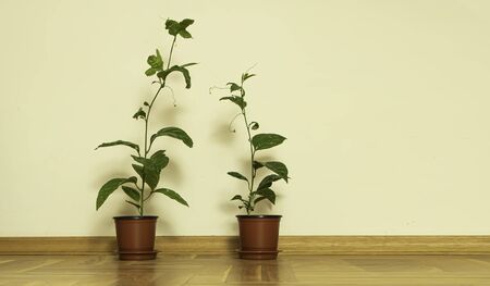 Two young plants of passion fruit inside. Ornamental plants.の写真素材