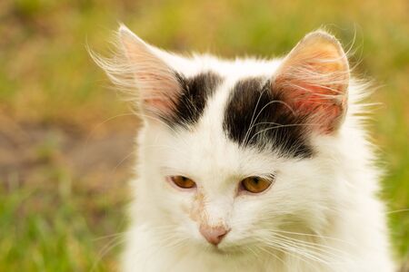 A thoughtful young cat, white and a litlle black