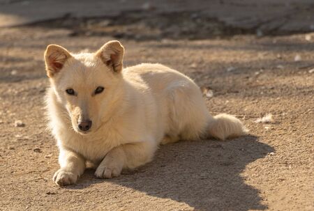 Cute dog sit in the sun and rests.の写真素材