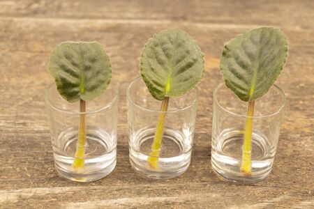 African violet leaves in water. African violet propagation Conceptの写真素材