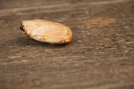 Mango seed on wooden background. How to grow mango from seed Conceptの写真素材
