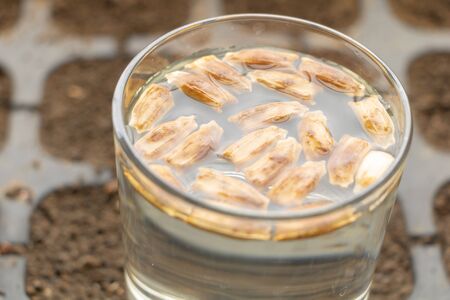 Soaking seeds in water before planting. How to plant seeds Concept. Close upの写真素材