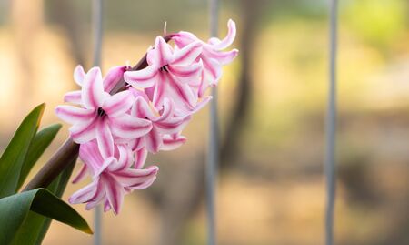 Hyacinths blooming in pink mixed with white. How to care for hyacinths concept.の写真素材