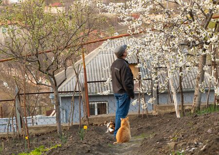 A man looks at his cherry blossom with cats around him.の写真素材