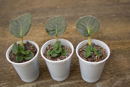 African violet leaf propagation concept. Did grow new young leaves.の写真素材
