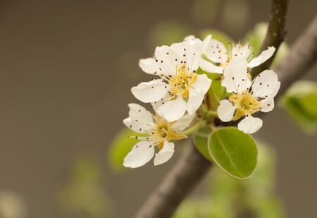 Pear tree blooming macro photography with copy space.の写真素材